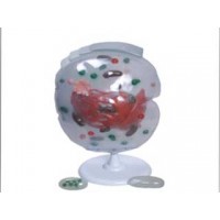 CELULA AMPLIADA ANATOMIC TGD 0002 (CEL. HUMANA)